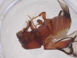  ( - CBG-B23401-F07)  @11 [ ] CreativeCommons - Attribution Share - Alike (2025) Centre for Biodiversity Genomics Centre for Biodiversity Genomics