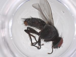  ( - CBG-B23401-F12)  @11 [ ] CreativeCommons - Attribution Share - Alike (2025) Centre for Biodiversity Genomics Centre for Biodiversity Genomics