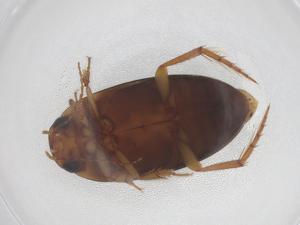  ( - CBG-B23430-B12)  @11 [ ] CreativeCommons - Attribution Share - Alike (2025) Centre for Biodiversity Genomics Centre for Biodiversity Genomics