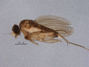 (Physoptera - BIOUG05190-D11)  @14 [ ] CreativeCommons - Attribution (2014) CBG Photography Group Centre for Biodiversity Genomics