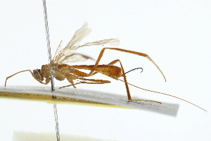  ( - BIOUG06141-D03)  @13 [ ] CreativeCommons - Attribution (2014) CBG Photography Group Centre for Biodiversity Genomics