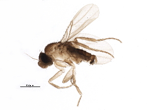  (Macgrathphora longifurca - BIOUG05331-F02)  @14 [ ] CreativeCommons - Attribution (2015) CBG Photography Group Centre for Biodiversity Genomics