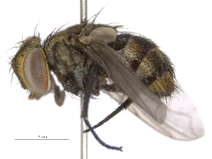  ( - BIOUG06019-H03)  @13 [ ] CreativeCommons - Attribution (2014) CBG Photography Group Centre for Biodiversity Genomics