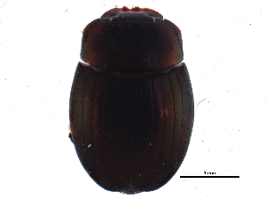  (Uroxys deavilai - BIOUG08263-B11)  @13 [ ] CreativeCommons - Attribution (2015) CBG Photography Group Centre for Biodiversity Genomics