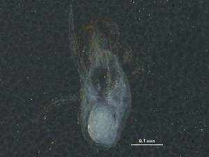  ( - BIOUG08585-E07)  @12 [ ] CreativeCommons - Attribution (2015) CBG Photography Group Centre for Biodiversity Genomics