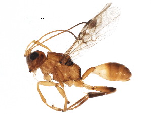  (Leiophron Malaise4340 - BIOUG09739-B03)  @14 [ ] CreativeCommons - Attribution (2015) CBG Photography Group Centre for Biodiversity Genomics