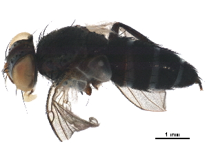  ( - BIOUG10105-E07)  @11 [ ] CreativeCommons - Attribution (2019) CBG Photography Group Centre for Biodiversity Genomics