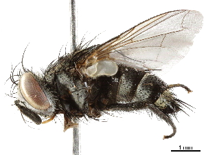  (Austrophorocera maracasi - BIOUG17497-C08)  @15 [ ] CreativeCommons - Attribution (2019) CBG Photography Group Centre for Biodiversity Genomics