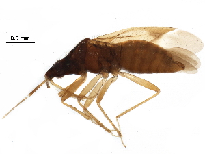  ( - BIOUG36010-D06)  @11 [ ] CreativeCommons - Attribution (2018) CBG Photography Group Centre for Biodiversity Genomics