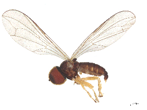  ( - BIOUG27712-E01)  @11 [ ] CreativeCommons - Attribution (2025) CBG Photography Group Centre for Biodiversity Genomics