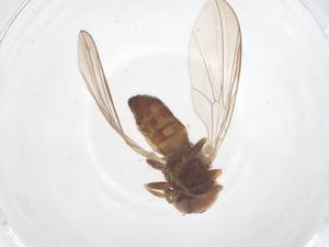  ( - BIOUG27714-H10)  @11 [ ] CreativeCommons - Attribution Share - Alike (2025) Centre for Biodiversity Genomics Centre for Biodiversity Genomics