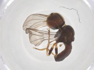  ( - BIOUG27859-H01)  @11 [ ] CreativeCommons - Attribution Share - Alike (2025) Centre for Biodiversity Genomics Centre for Biodiversity Genomics