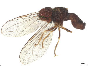  ( - BIOUG27887-B10)  @11 [ ] CreativeCommons - Attribution (2025) CBG Photography Group Centre for Biodiversity Genomics