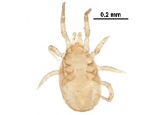  (Neoseiulus sp. JCS13 - BIOUG28872-E11)  @11 [ ] CreativeCommons - Attribution (2016) CBG Photography Group Centre for Biodiversity Genomics
