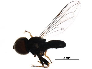  ( - BIOUG23351-G02)  @11 [ ] CreativeCommons - Attribution (2016) CBG Photography Group Centre for Biodiversity Genomics