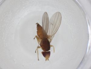  (Gen_VLB1 - CBG-A13623-D07)  @11 [ ] CreativeCommons - Attribution Share - Alike (2023) Centre for Biodiversity Genomics Centre for Biodiversity Genomics