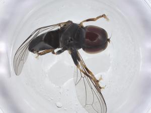  (Clistoabdominalis sp. AU11 - CBG-A14325-D11)  @11 [ ] CreativeCommons - Attribution Share - Alike (2023) Centre for Biodiversity Genomics Centre for Biodiversity Genomics