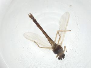  (Tanytarsus sp. 2 MEC-2006 - CBG-A14437-D12)  @11 [ ] CreativeCommons - Attribution Share - Alike (2023) Centre for Biodiversity Genomics Centre for Biodiversity Genomics