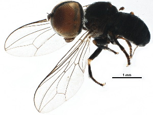  (Clistoabdominalis sp. CR10 - BIOUG18340-F01)  @14 [ ] CreativeCommons - Attribution (2015) CBG Photography Group Centre for Biodiversity Genomics