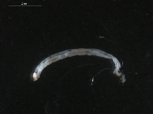  ( - BIOUG01724-C01)  @12 [ ] CreativeCommons - Attribution (2012) Gillian Martin Centre for Biodiversity Genomics