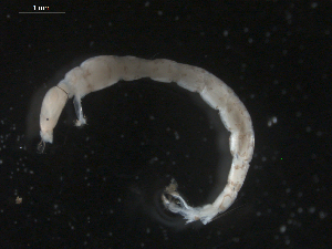  ( - BIOUG01725-B09)  @12 [ ] CreativeCommons - Attribution (2012) Gillian Martin Centre for Biodiversity Genomics