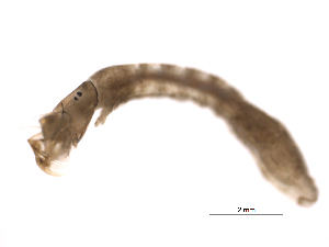  ( - BIOUG02690-B10)  @12 [ ] CreativeCommons - Attribution (2012) Gillian Martin Centre for Biodiversity Genomics