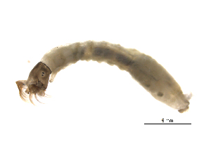  ( - BIOUG02690-F04)  @12 [ ] CreativeCommons - Attribution (2012) Gillian Martin Centre for Biodiversity Genomics