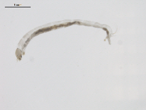  ( - BIOUG02694-F11)  @12 [ ] CreativeCommons - Attribution (2012) Gillian Martin Centre for Biodiversity Genomics