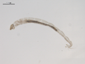  ( - BIOUG02695-B04)  @12 [ ] CreativeCommons - Attribution (2012) Gillian Martin Centre for Biodiversity Genomics
