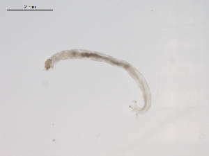  ( - BIOUG02695-E09)  @12 [ ] CreativeCommons - Attribution (2012) Gillian Martin Centre for Biodiversity Genomics