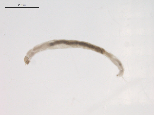  ( - BIOUG02696-A10)  @12 [ ] CreativeCommons - Attribution (2012) Gillian Martin Centre for Biodiversity Genomics