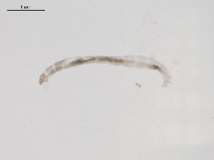  ( - BIOUG02696-B11)  @12 [ ] CreativeCommons - Attribution (2012) Gillian Martin Centre for Biodiversity Genomics
