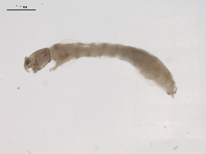  ( - BIOUG02696-D11)  @12 [ ] CreativeCommons - Attribution (2012) Gillian Martin Centre for Biodiversity Genomics