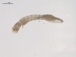  ( - BIOUG02696-D12)  @12 [ ] CreativeCommons - Attribution (2012) Gillian Martin Centre for Biodiversity Genomics