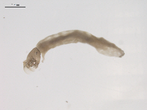  ( - BIOUG02696-E03)  @12 [ ] CreativeCommons - Attribution (2012) Gillian Martin Centre for Biodiversity Genomics