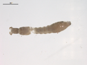  ( - BIOUG02696-E04)  @12 [ ] CreativeCommons - Attribution (2012) Gillian Martin Centre for Biodiversity Genomics