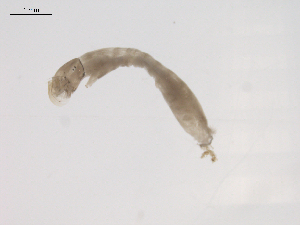  ( - BIOUG02696-E07)  @12 [ ] CreativeCommons - Attribution (2012) Gillian Martin Centre for Biodiversity Genomics