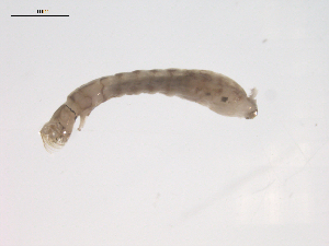  ( - BIOUG02696-E08)  @12 [ ] CreativeCommons - Attribution (2012) Gillian Martin Centre for Biodiversity Genomics