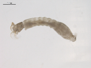  ( - BIOUG02696-H03)  @12 [ ] CreativeCommons - Attribution (2012) Gillian Martin Centre for Biodiversity Genomics