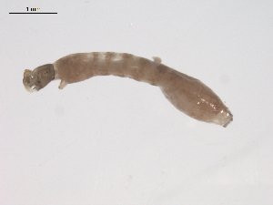  ( - BIOUG02697-A04)  @12 [ ] CreativeCommons - Attribution (2012) Gillian Martin Centre for Biodiversity Genomics