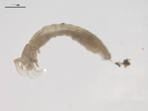  ( - BIOUG02697-A05)  @12 [ ] CreativeCommons - Attribution (2012) Gillian Martin Centre for Biodiversity Genomics