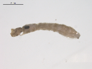  (Simulium sp. BOLDAAA1697 - BIOUG02697-A08)  @12 [ ] CreativeCommons - Attribution (2012) Gillian Martin Centre for Biodiversity Genomics