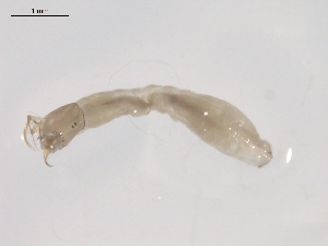  ( - BIOUG02697-C01)  @12 [ ] CreativeCommons - Attribution (2012) Gillian Martin Centre for Biodiversity Genomics