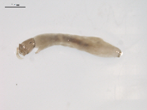  ( - BIOUG02697-E02)  @12 [ ] CreativeCommons - Attribution (2012) Gillian Martin Centre for Biodiversity Genomics