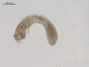  ( - BIOUG02698-C05)  @12 [ ] CreativeCommons - Attribution (2012) Gillian Martin Centre for Biodiversity Genomics