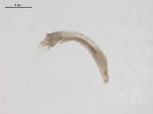  (Simulium sp. BOLDAAA1697 - BIOUG02698-D03)  @12 [ ] CreativeCommons - Attribution (2012) Gillian Martin Centre for Biodiversity Genomics