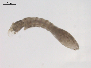  ( - BIOUG02698-H10_rerun1)  @12 [ ] CreativeCommons - Attribution (2012) Gillian Martin Centre for Biodiversity Genomics