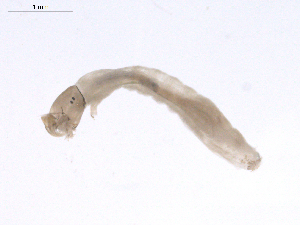  ( - BIOUG02700-C03)  @12 [ ] CreativeCommons - Attribution (2012) Gillian Martin Centre for Biodiversity Genomics