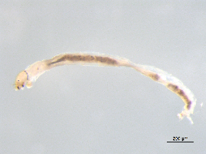  ( - BIOUG03303-B01)  @12 [ ] CreativeCommons - Attribution (2012) Krisselle Rondolo Centre for Biodiversity Genomics