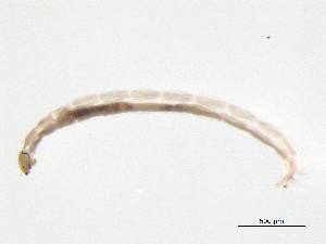  ( - BIOUG03305-C09)  @12 [ ] CreativeCommons - Attribution (2012) Gillian Martin Centre for Biodiversity Genomics